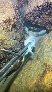 #diving #crab #catchthesea #seaside #seafood #fish #lobster