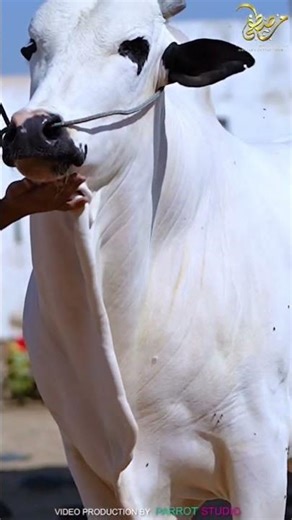 Presenting Karachi's First Dhani Bull THAKUR of Mustafa Cattle Farm 2026 || #aggressive #fatehjangi