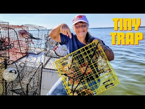 Catching Blue Crabs, and Look what Happened