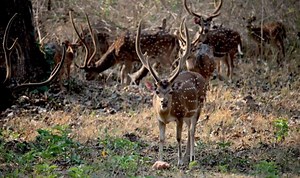 How to Build a Ground Blind for Deer Hunting | DeerProject.org