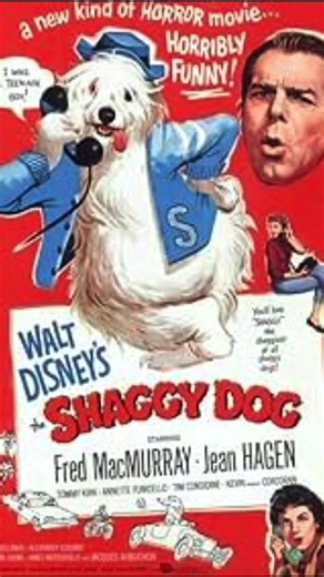 Not just cute… they’re celebrities 🎬🐾 Old English Sheepdogs have been starring in films and TV for decades ❤️ #oldenglishsheepdog #sheepdog #puppy #dogsoftiktok #MyoesPack