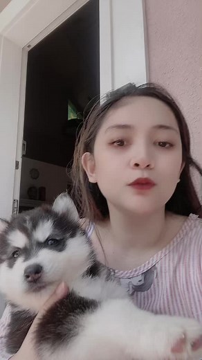 Caring for Your Fluffy Husky Puppy on a Sunny Porch