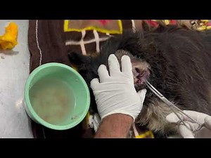 New Maggot Wound Case, Can you help?