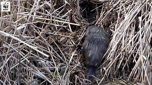 1.3K views · 5.2K reactions | The platypus is making a comeback in Sydney’s Royal National Park!  Platypus had become locally extinct due to the threat of bushfires, deforestation, predation, pollution and drought. WWF-Australia, UNSW, Taronga Zoo Sydney, NSW National Parks and Wildlife Service have embarked on a three-year project to restore and rewild Australia’s favourite water-dwelling monotreme. Are you excited as we are for their return? 拾 | WWF-Australia | Facebook