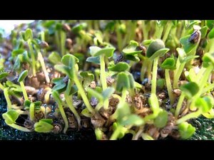 Time-lapse: Chia Seeds Growing 2