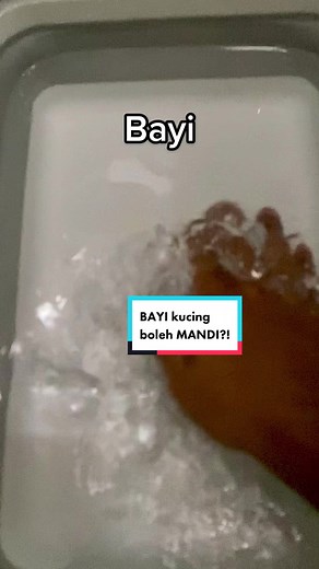 Siapa yang suka mandiin kucingnya? sini sini, si bayi juga doyan mandi 🛀🛀🛀 #kucing #cats #jantan #bengal #catlovers #tips #grooming #wild #natgeo