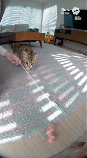 String Theory #cat #lifeisbutadream #cute