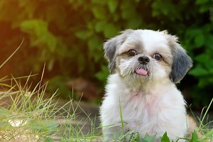 4 Types of Intestinal Bacteria Affecting Your Dog