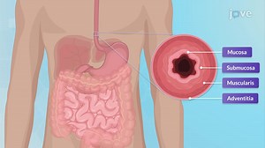 Video: Anatomy of the Gastrointestinal System