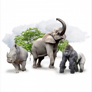 3.3K views · 73 reactions | From rhinos to gorillas, learn how...