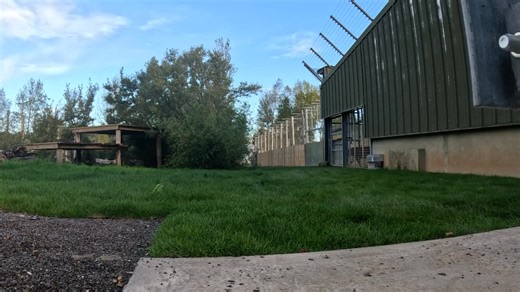 A tiger rescued from appalling conditions after being trafficked has been given a new home at Noah's Ark Zoo Farm in South Gloucestershire. Aqua strolled out into his new enclosure this week and looked immediately at home. He was rescued in 2019 on the Poland/Belarus border and was rehabilitated in Spain before his transfer to the UK. Pictures courtesy of Noah's Ark Zoo Farm. | ITV News West Country