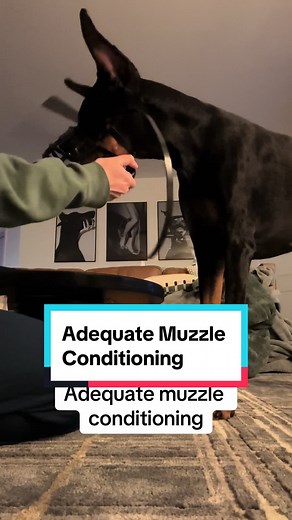Maze the Doberman on TikTok