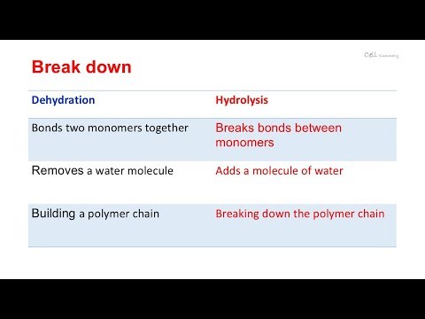 Hydrolysis Dehydration Reactions 🤔
