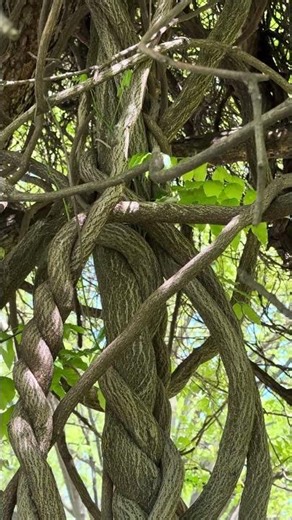 A braided tree trunk??? 😳 #nature