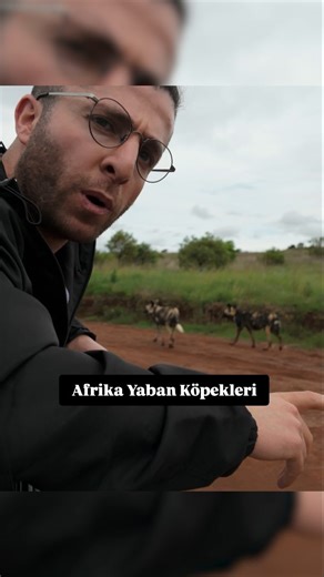 Soner Şeylan on Instagram: "Afrika Yaban köpeklerini sevme fikri çık aklımdan! 💀🐾 Videonun tamamını "Afrika Yaban Köpeklerini Sevmeye Çalıştım" ismiyle Soner Şeylan YT kanalında izleyebilirsiniz. . #afrikayabanköpeği #wilddogs #safari #wildlife #sonerseylan"