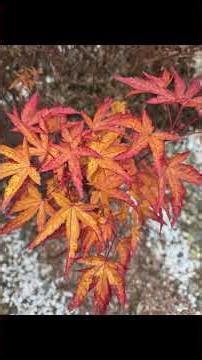 Colorful maple trees in the Winter