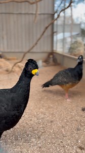 Black curassow 🐥 #bird #birdslove #melios #animals #animalsoftiktok #nicosia #cyprus #northcyprus #southcyprus | Melios