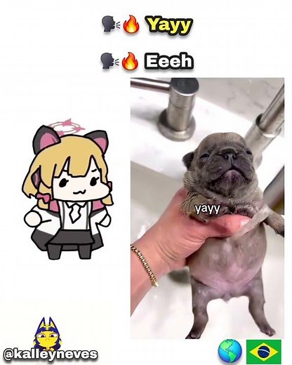 OMG, It's Wash My Belly! 🐶🚿🇧🇷 meme