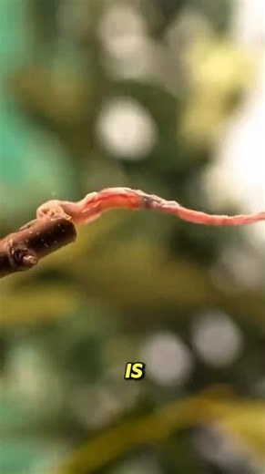 Deadlier Than a Cobra 🌊 World's Most Venomous Creature