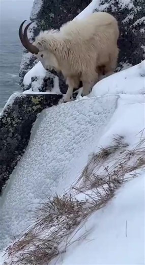 #fyp #wildanimals #spiritanimal #viral #foryou