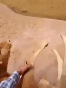 POV: Roping and tying a calf | The Cow Dude