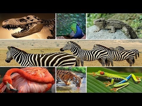 The Evidence For Evolution Made Easy