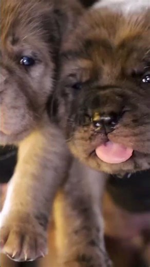 Puppies Available... TITUS❌REIGN 🥇 🌎 🥇 .⁣ .⁣ .⁣ .⁣ .⁣ #championbreedworldwide #puppiesofinstagram