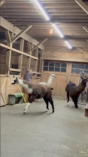 Adorable Llamas Jump For Joy When Let Out For Morning Walk