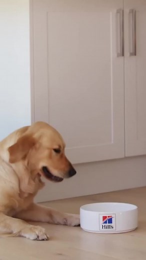 Best Dog Food Prices from Multiple Stores
