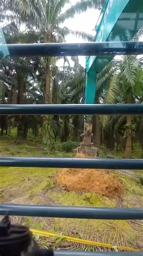 The process of felling oil palm tree trunks safely #shorts