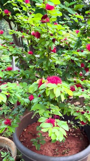 Powder Puff Red / Calliandra Redഎന്നും പൂക്കുന്ന അലങ്കാര കുട്ടിച്ചെടി 🌺