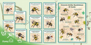 Common Worker Bumblebees ID Guide