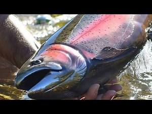 SITUK RIVER STEELHEAD. YAKUTAT ALASKA