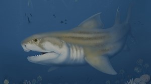 Fossilized remains of 2 new shark species found in Mammoth Cave National Park