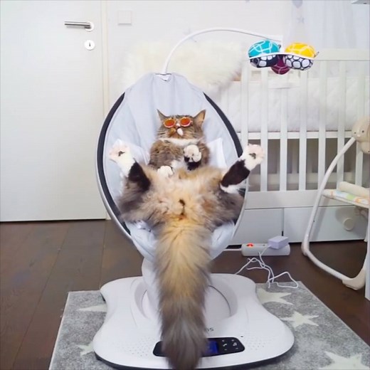 This cat is too cool for school 😎 Credit: Cute Cat Yves | VT