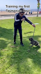 Training a Tasmanian Devil in real life with The Dog Daddy @ https://www.instagram.com/thedogdaddyy/?hl=en | The Dog Daddy