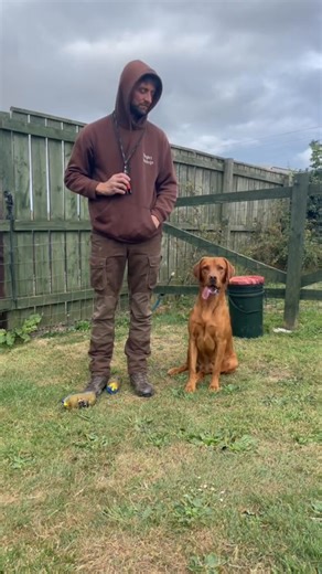 Back to reality #yellowlab #labradorretriever #blacklab #retrievers #chapelfarmdogfood #foxredlab #teampurefl #training | Halola | Facebook
