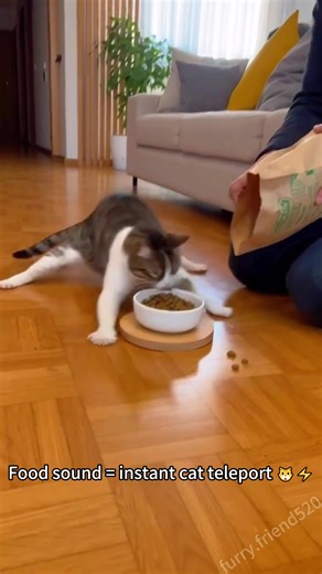 Funny Cat Reacts to Food Sounds