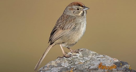 Rufous-crowned Sparrow Identification, All About Birds, Cornell Lab of Ornithology