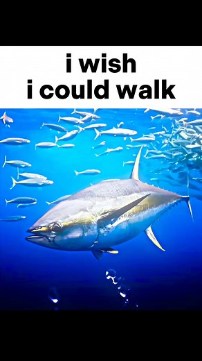 174K views · 6.3K reactions | Duck gelnox meme memes #gelnox #meme #memes | gelnox.exe | Facebook