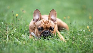 Dog Bite Attack FAQs