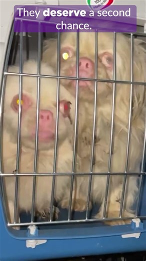 Help Feed and Care for Over 50 Dogs Rescued from Breeding Farm