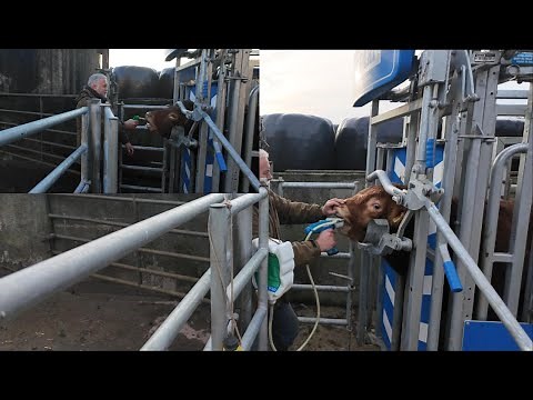 Full Handling Day: Trace Element Bolusing, Scanning, & TMR Mixing