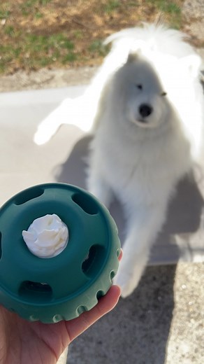 16K views · 682 reactions | Pupcup for the goodest boy ‍❄️ #floofsofinstagram #samoyedpuppies #samoyeddog #samoyed #doglover #dog #pupcup #PupCupParty #dogenrichment #enrichment #goodboy | King Kai The Samoyed | Facebook