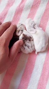 It's amazing the variety of colors that can come from a single litter of Mini Lop 😍