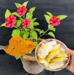 How to make best liquid fertilizer | Use of Lemon peels | Rana Craft