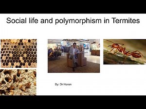 Social life and polymorphism in Termites