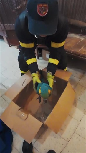🦜 Papoušek Ara uvízl v Karviné v koruně stromu, zachránili ho hasiči. 👨‍🚒 Moravskoslezští hasiči mají na kontě další záchranu života. Tentokrát pomohli papouškovi Ara ararauna, který v sobotu 24. ledna uvízl ve špici vzrostlého topolu v Karviné a nedokázal se z něj sám dostat. zasahující hasič: