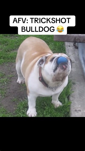 AFV: America’s Funniest Home Videos bulldog shoots ball up and catches it in its mouth. #americasfunniesthomevideos #americasfunniestvideos #americasfunnestvideos #funniesthomevideos #afv #funniestpetsandpeople #planetsfunniestanimals #theplanetsfunniestanimals #worldsfunniestanimals #funnyanimal #funnyanimals #funnydog #funnydogs #funnydogsoftiktok #funnydogsontiktok #fy #fyp #foryou #foryoupage #bulldog #funnybulldog #bulldogsoftiktok #funnybulldogs #funnybulldogvideos #funnybulldogsoftik