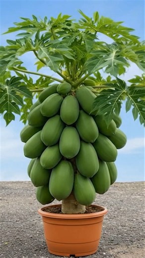😱 This Papaya Tree Is Loaded With Giant Fruits! 🌿🥭 | Nature's Amazing Harvest #Shorts
